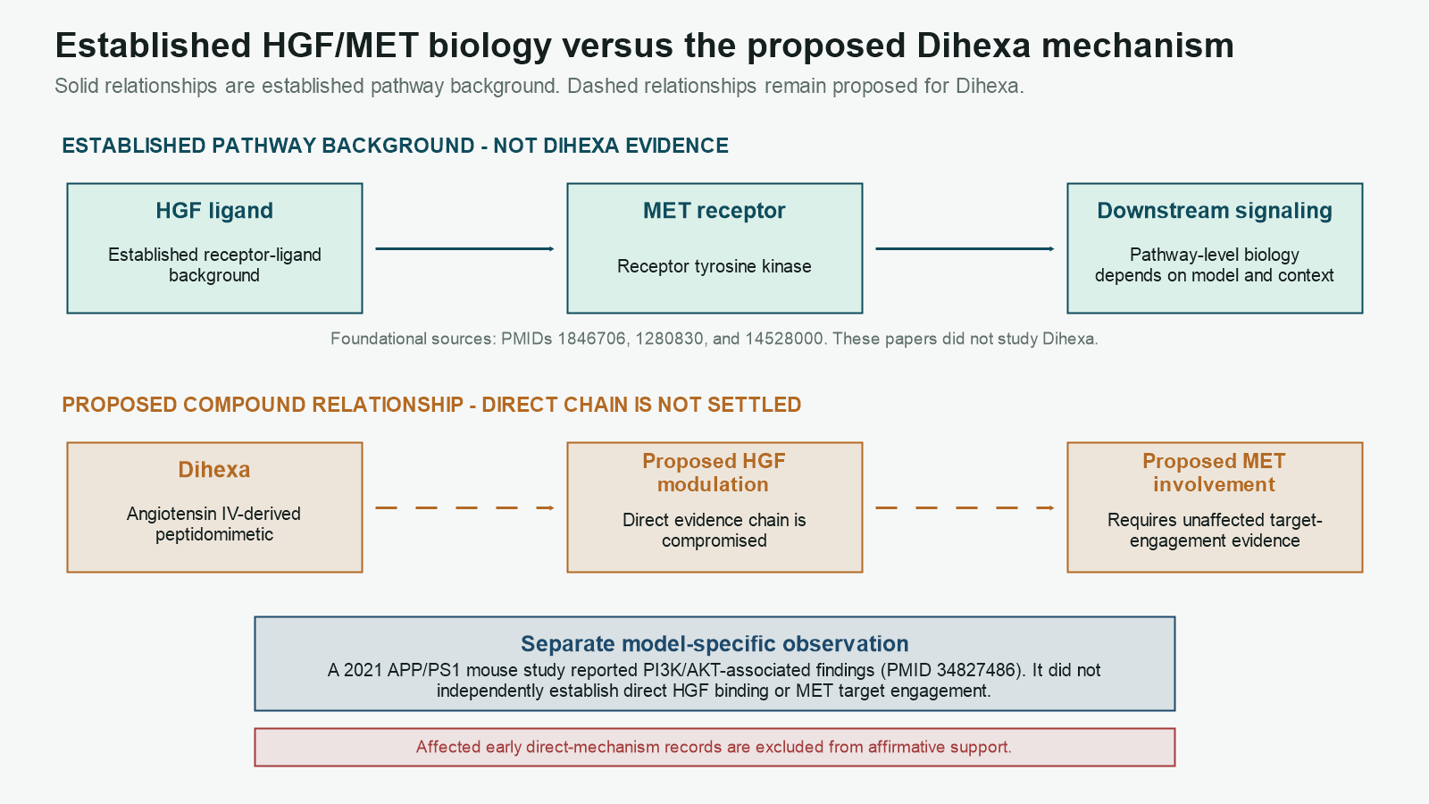 Two-lane diagram separating established HGF-to-MET pathway biology from the proposed Dihexa mechanism