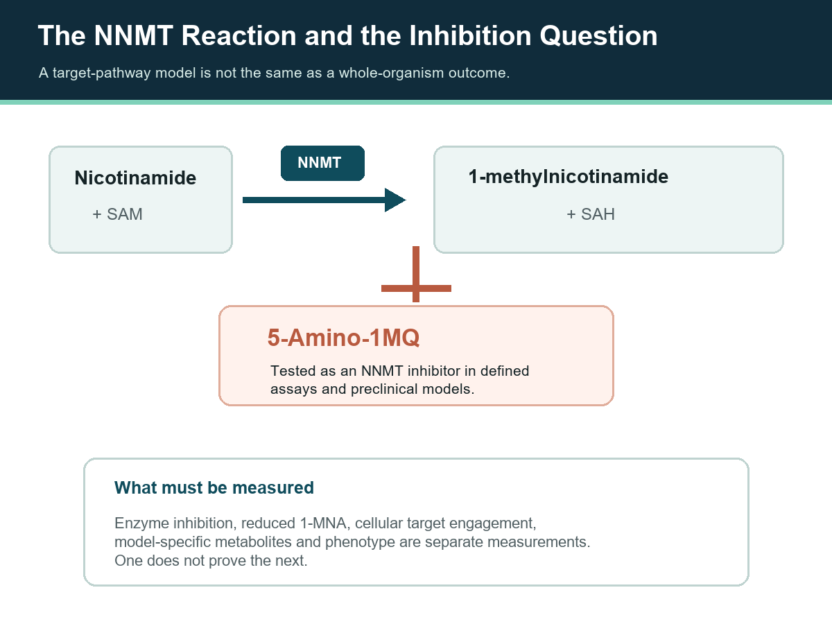 NNMT reaction map showing nicotinamide and SAM converted to 1-methylnicotinamide and SAH, with 5-Amino-1MQ at the enzyme step
