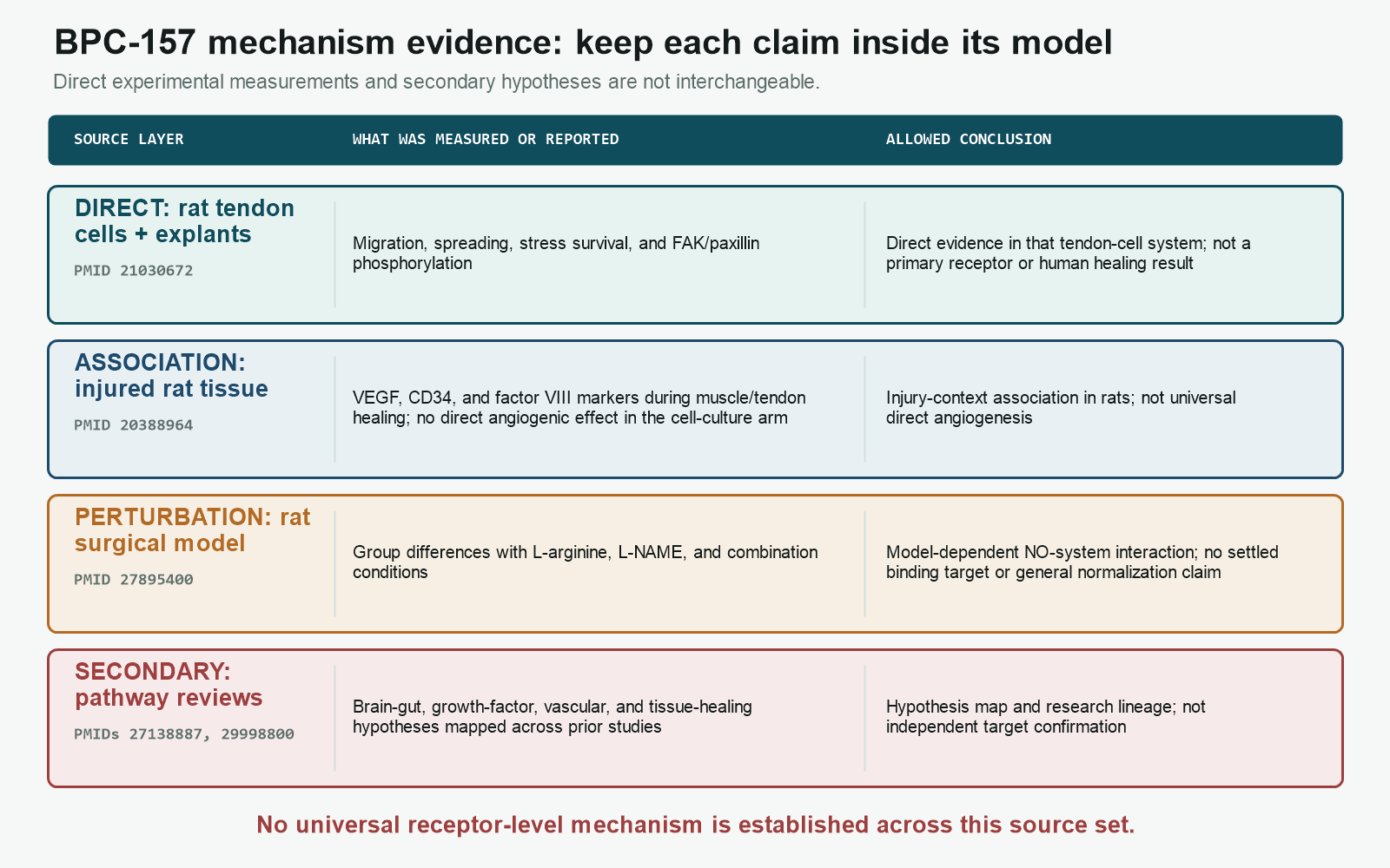 BPC-157 mechanism evidence map separating direct cell findings from animal associations and review hypotheses