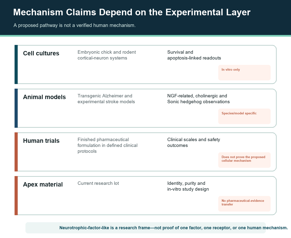 Cerebrolysin mechanism layers separating cell, animal, pharmaceutical-trial, and Apex research-material claims
