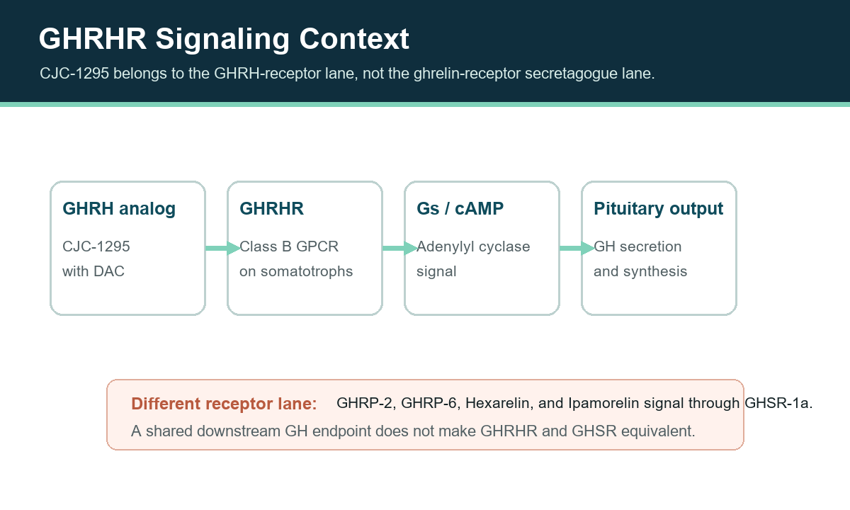 Pathway diagram from CJC-1295 through GHRHR, Gs and cAMP to pituitary GH output