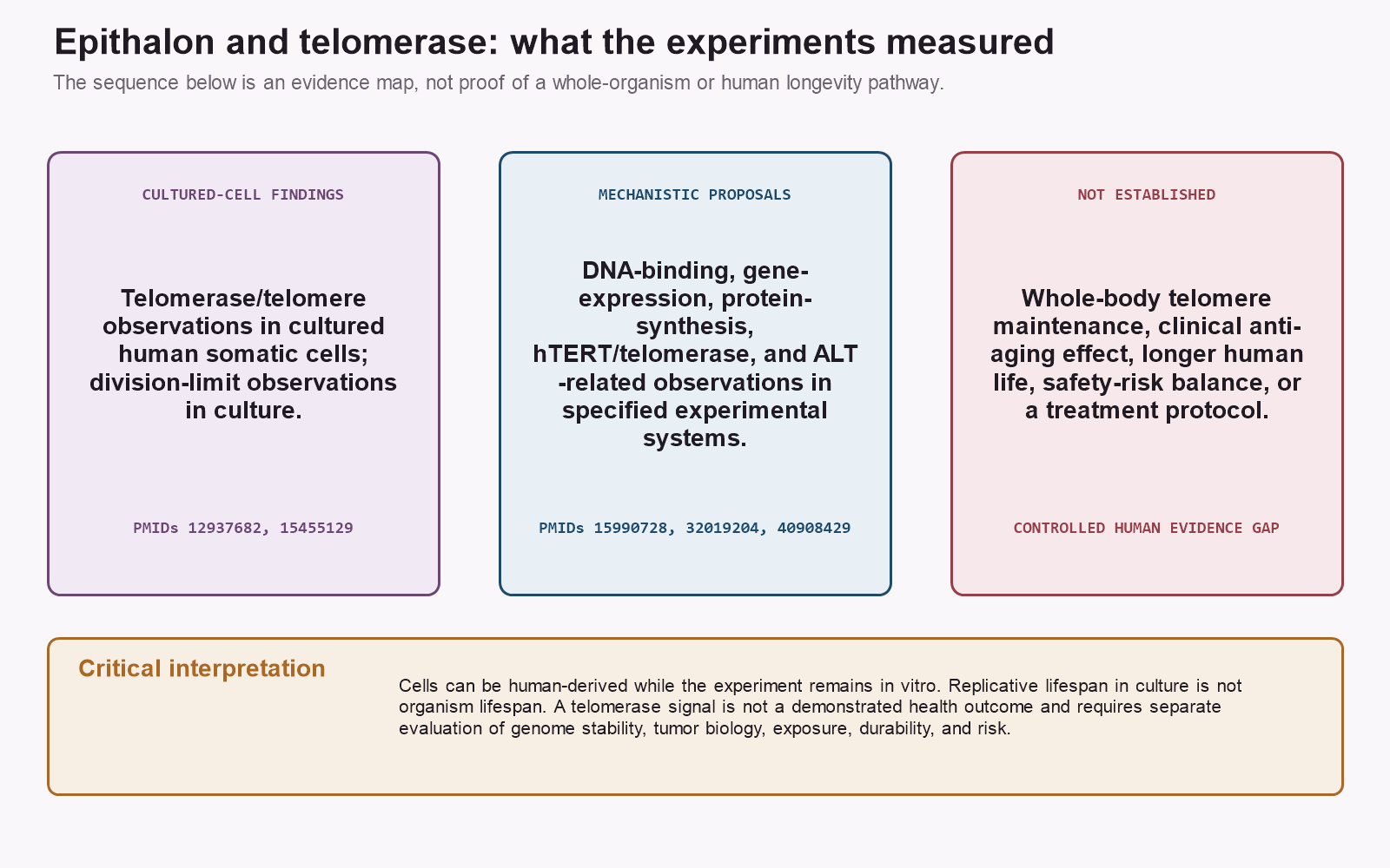 Epithalon telomerase evidence map separating cultured-cell findings from unestablished human outcomes