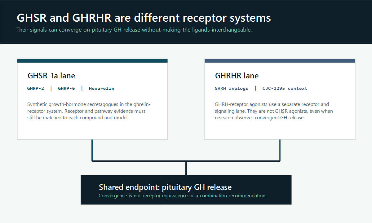 Diagram separating the GHSR-1a lane for three GHRPs from the GHRHR lane for GHRH analogs