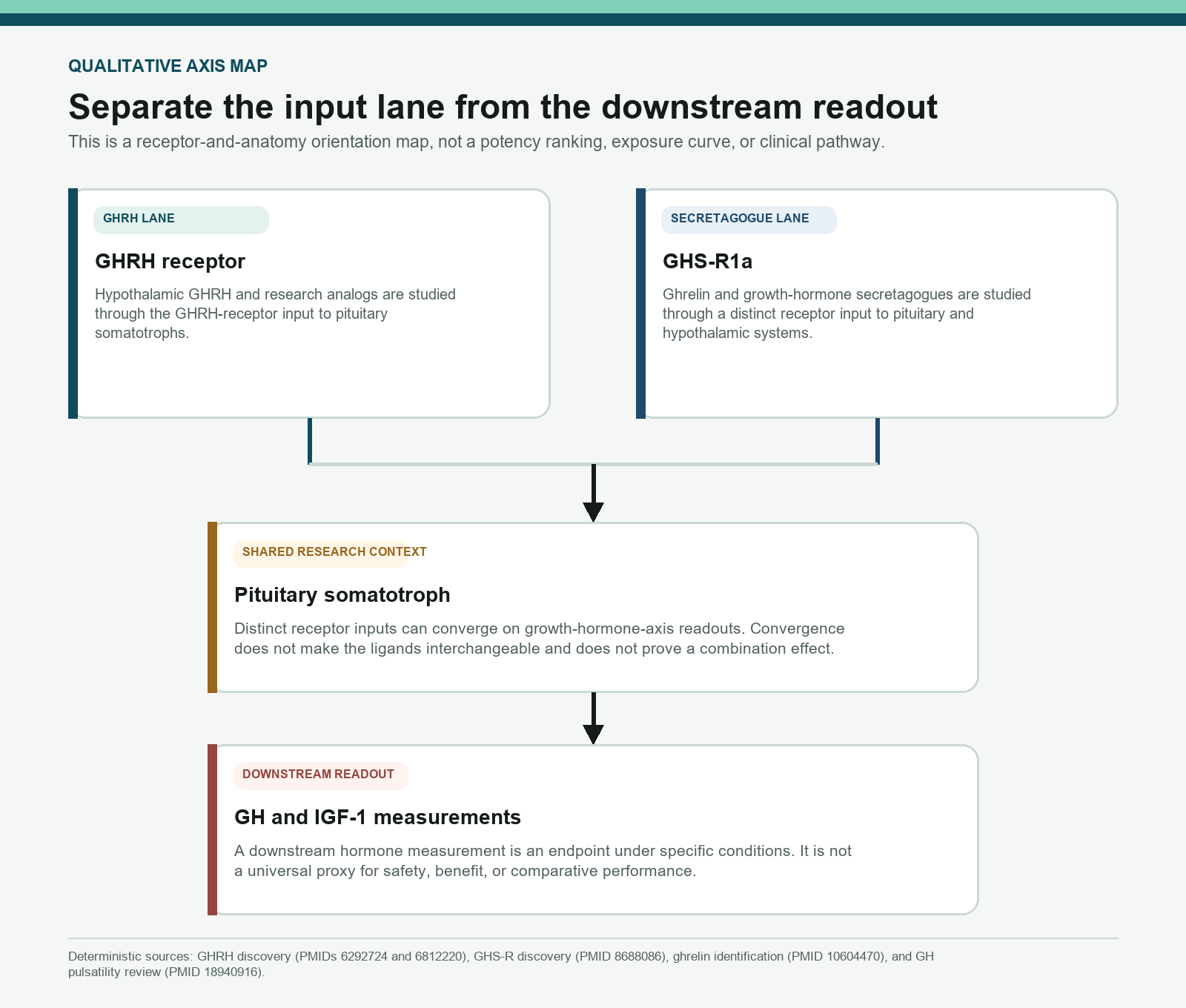 Qualitative map separating GHRH-receptor and GHS-R1a inputs from downstream GH and IGF-1 readouts