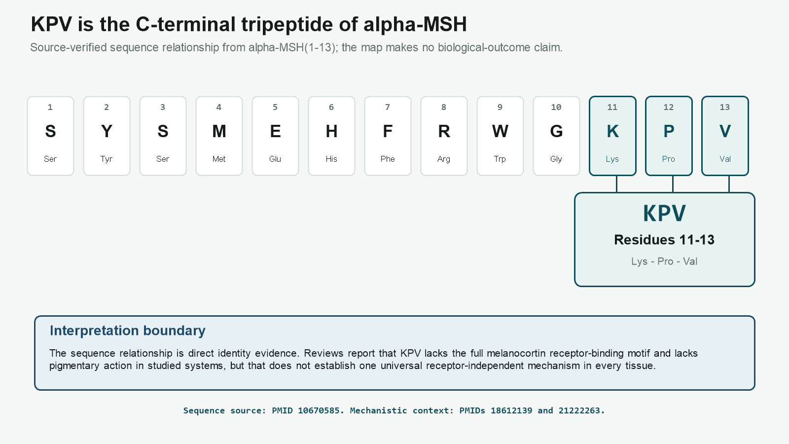 Alpha-MSH sequence map highlighting KPV at residues 11 through 13