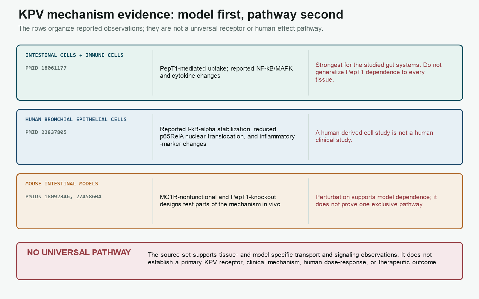 KPV mechanism evidence map separating intestinal, bronchial-cell, and mouse-model findings