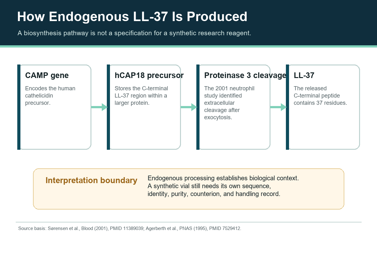 Four-stage map from the CAMP gene to hCAP18, proteinase 3 cleavage, and endogenous LL-37