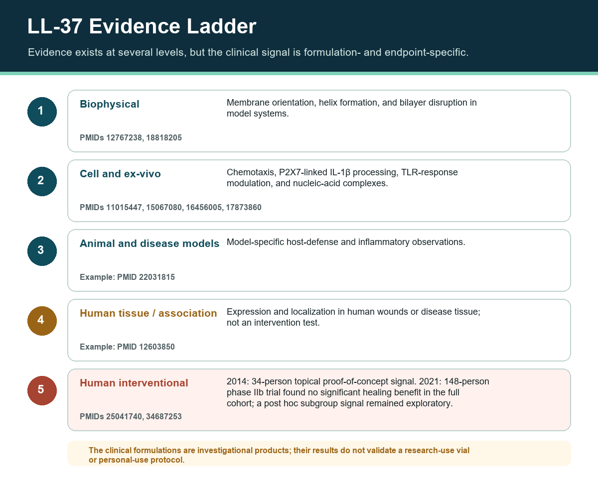 Five-level LL-37 evidence ladder from biophysical studies to human interventional trials