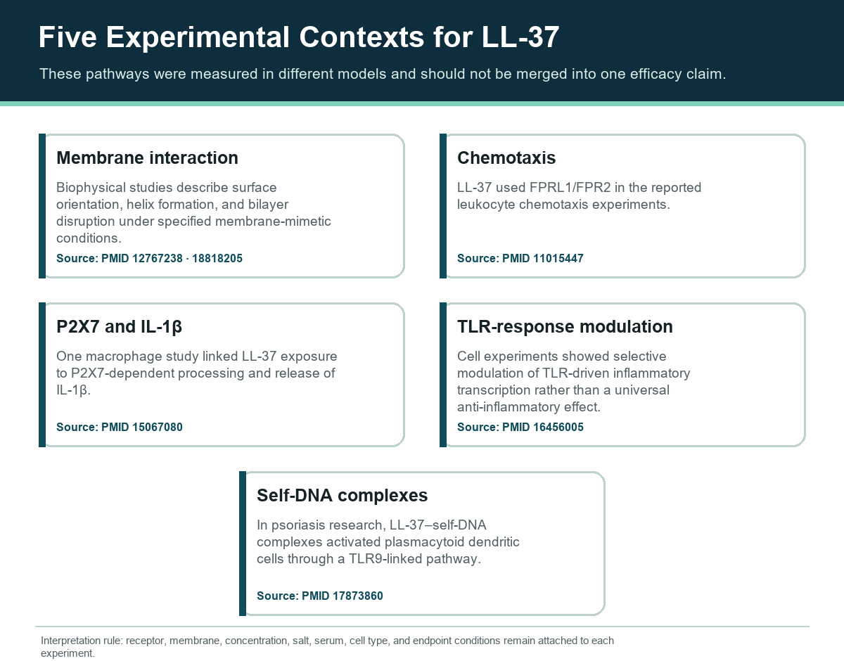Five-card LL-37 mechanism map covering membrane interaction, chemotaxis, P2X7, TLR modulation, and self-DNA complexes