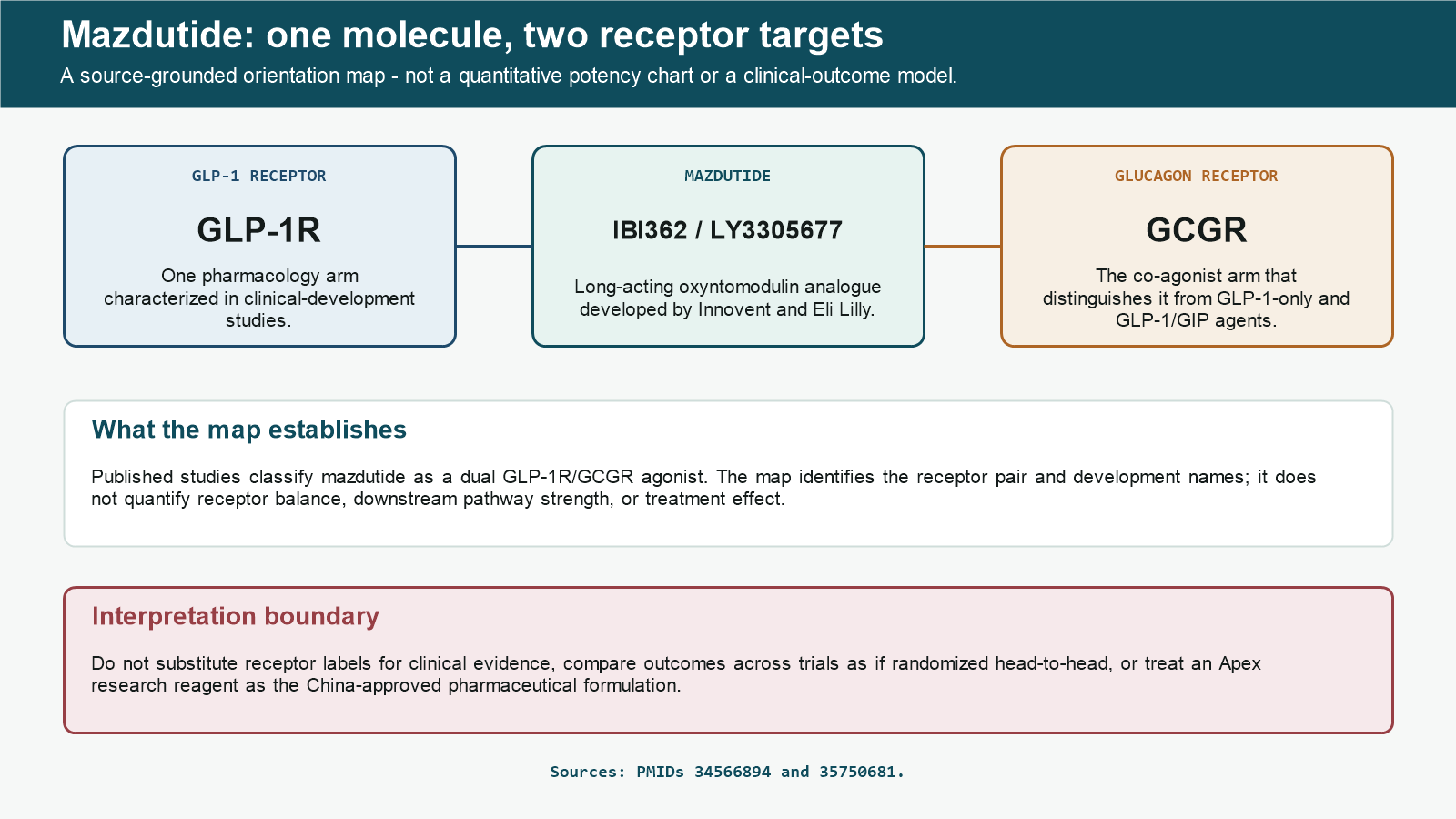 Mazdutide map showing GLP-1R and GCGR as its two receptor targets
