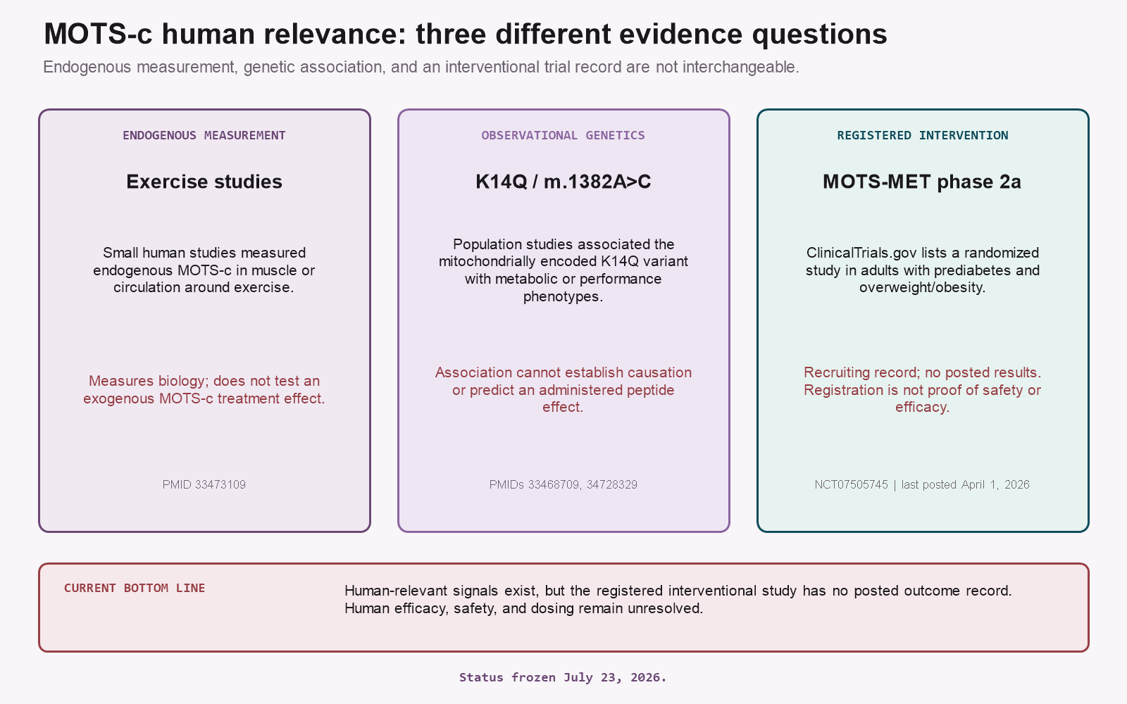 MOTS-c human evidence diagram separating endogenous measurements, K14Q genetics, and a recruiting phase 2a trial