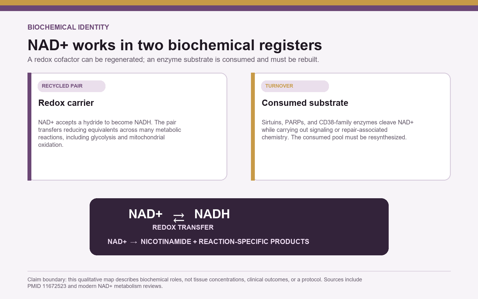 Qualitative NAD+ map separating its recycled redox-carrier role from its consumed enzyme-substrate role
