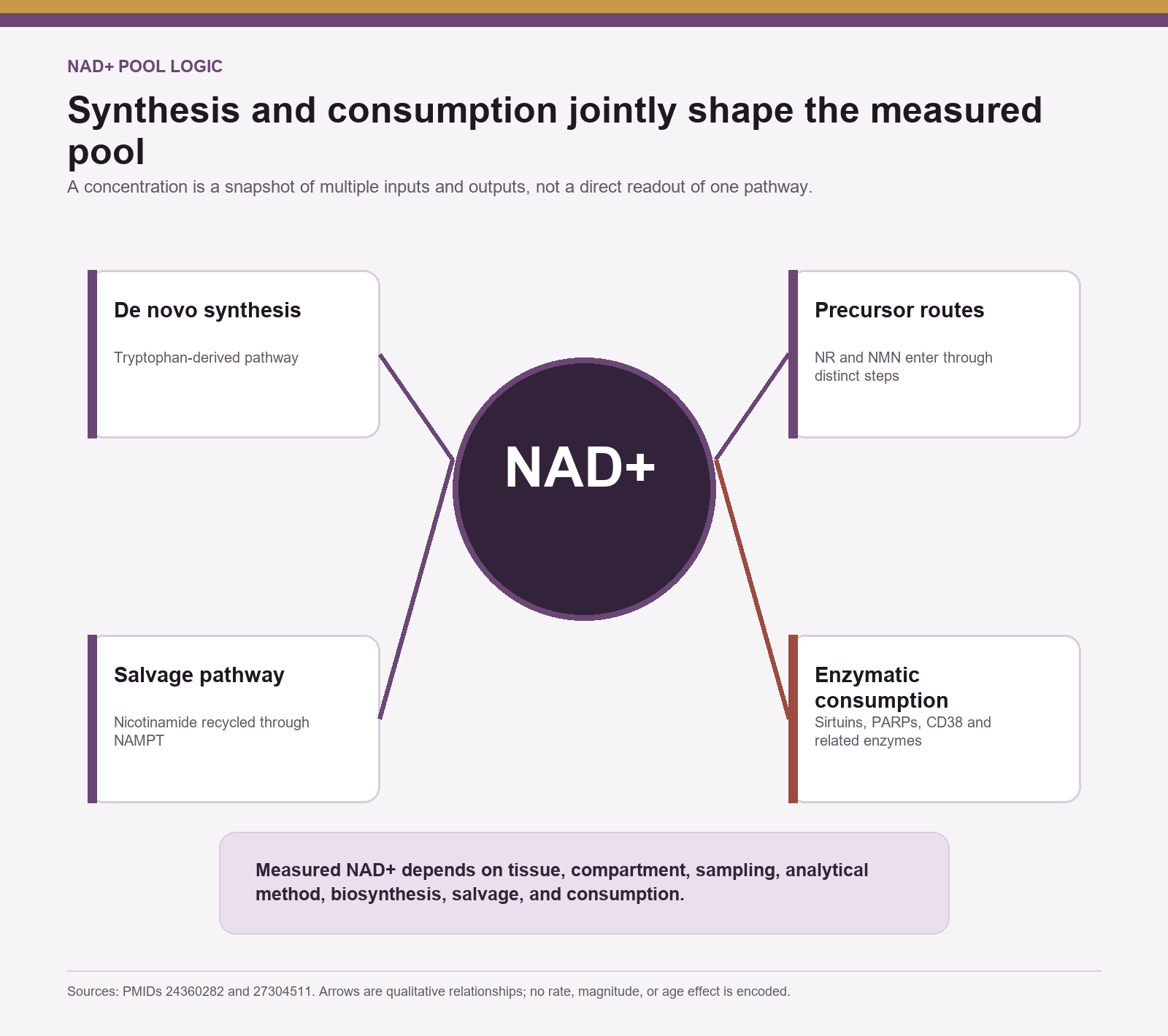 Qualitative NAD+ pool map showing synthesis, salvage, precursor routes, and enzymatic consumption