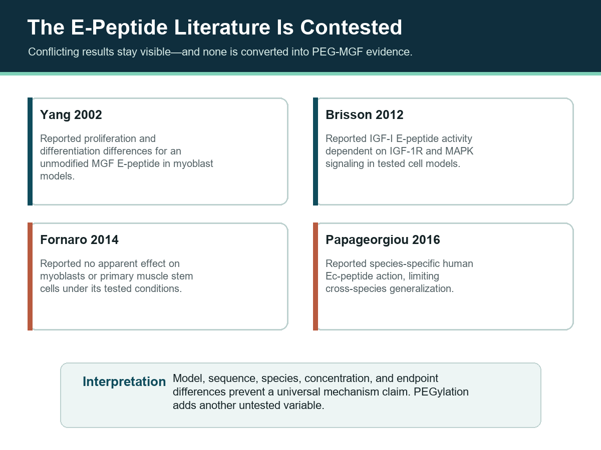 Four-card summary of conflicting unmodified MGF E-peptide studies from 2002 to 2016