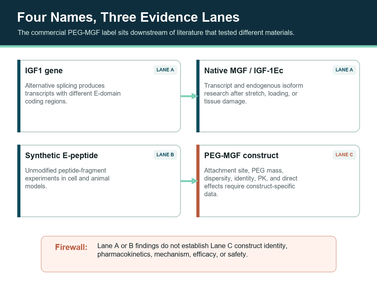 Four-stage diagram separating IGF1 splicing, native MGF, unmodified E-peptide, and PEG-MGF construct evidence