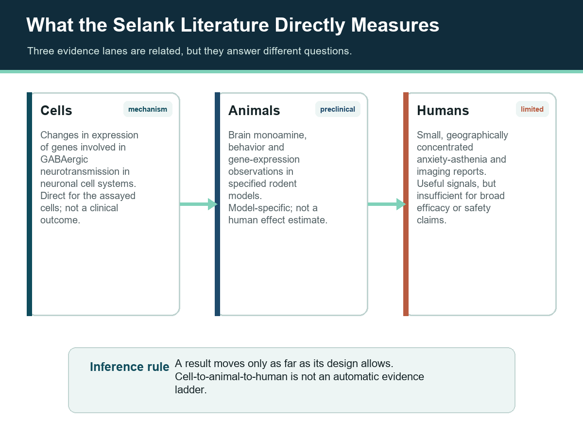 Selank evidence map separating neuronal-cell, animal-model and limited human research