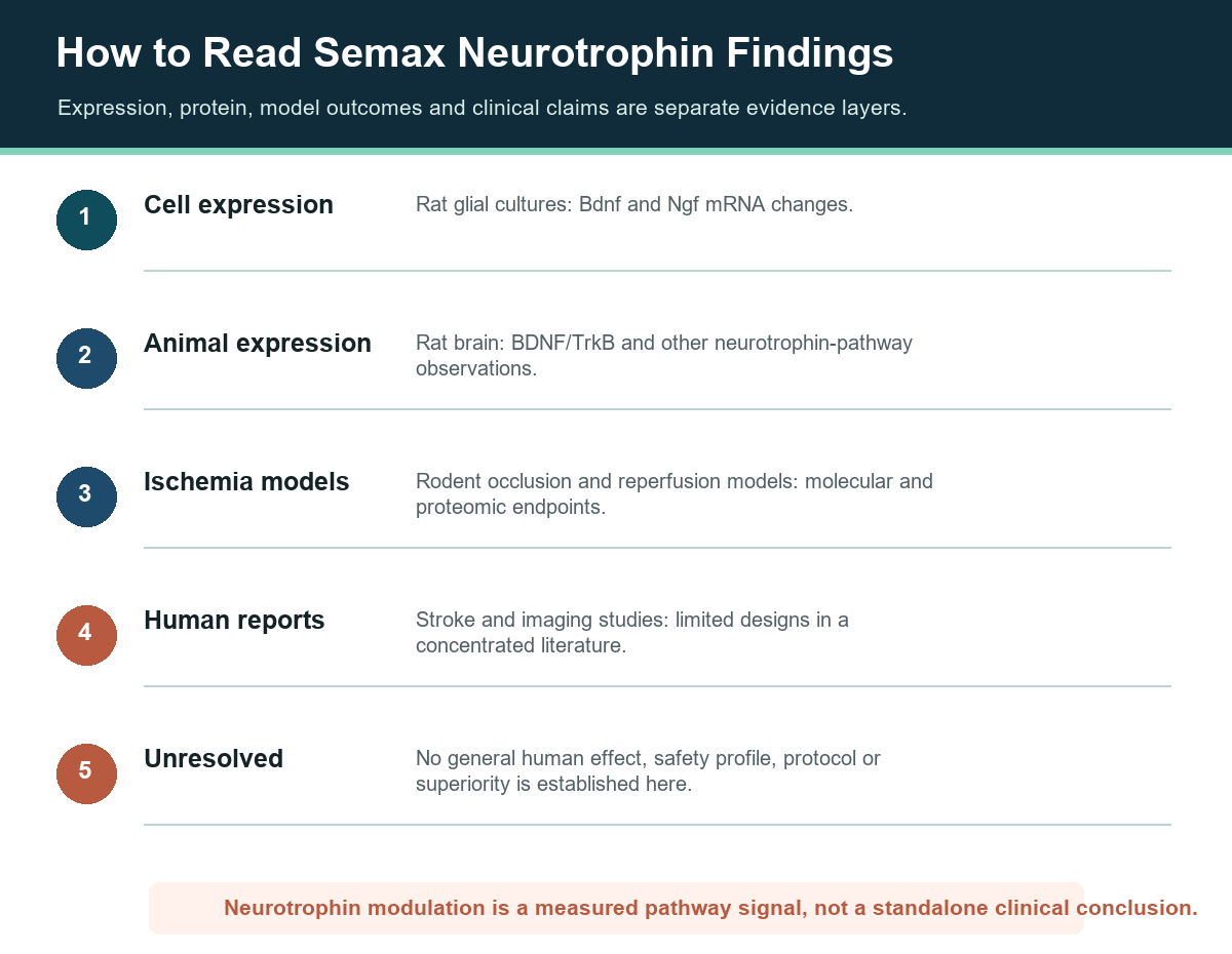 Semax evidence ladder separating cell expression, animal expression, ischemia models, human reports and unresolved claims