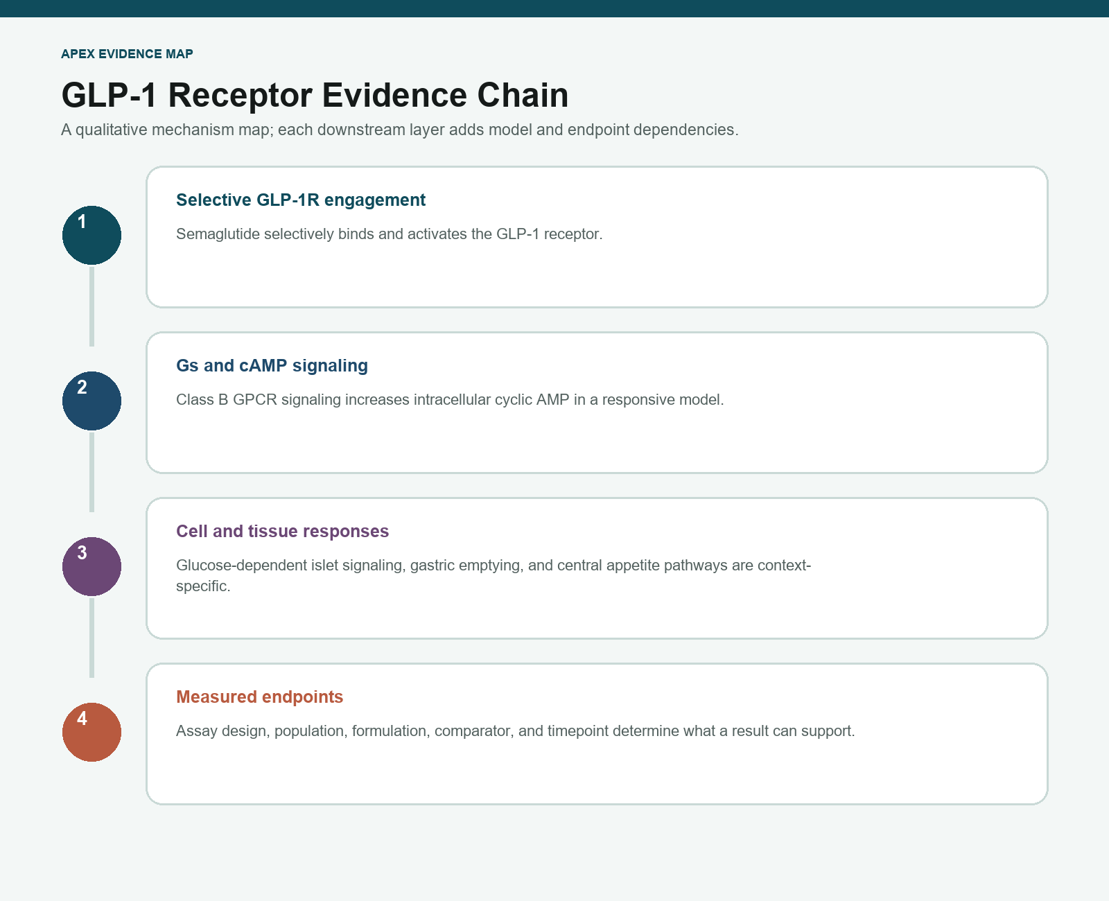 Qualitative evidence chain from selective GLP-1 receptor engagement through cAMP signaling to context-dependent endpoints