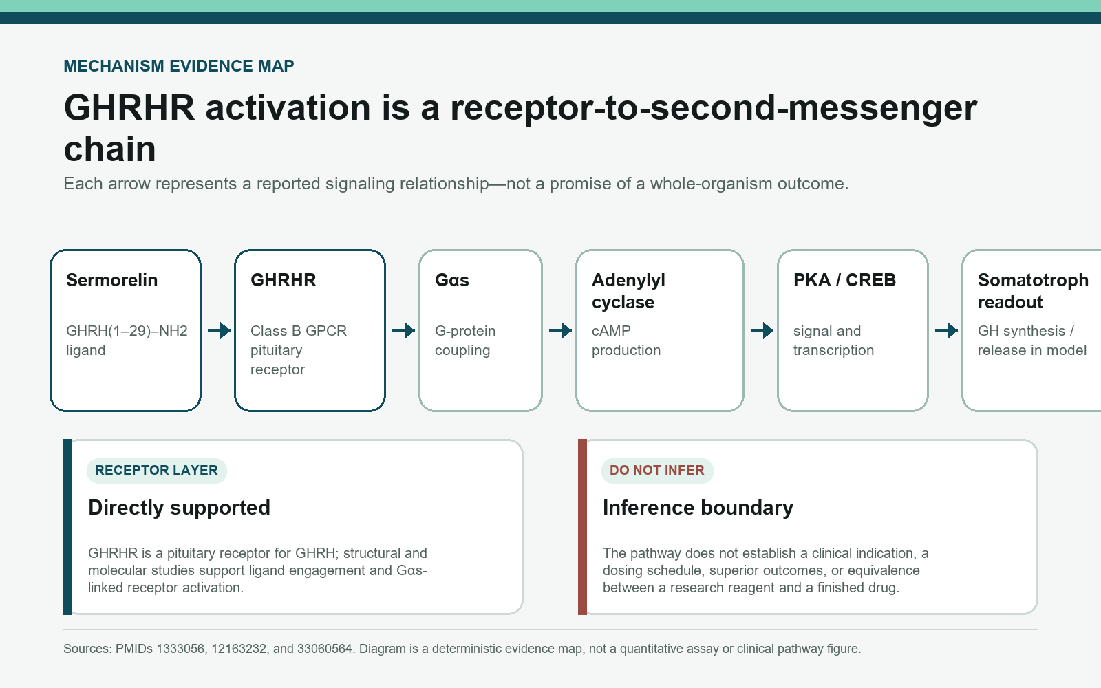 Qualitative Sermorelin GHRHR signaling map from receptor engagement through Gs and cAMP