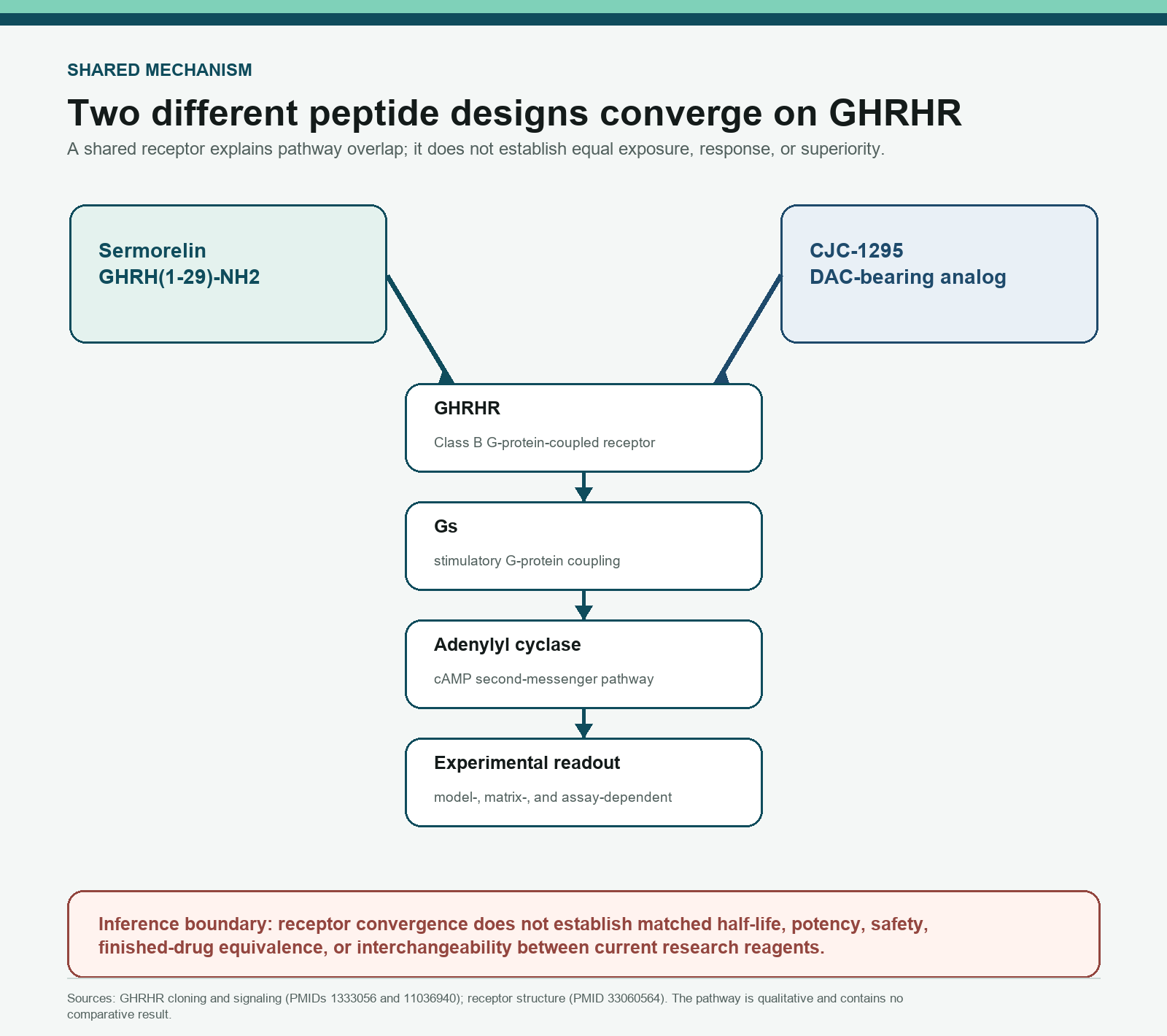 Qualitative pathway map showing Sermorelin and DAC-bearing CJC-1295 converging on GHRHR and Gs-cAMP signaling
