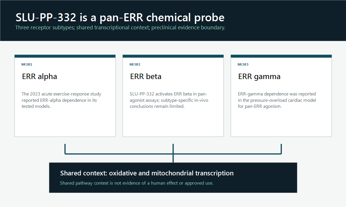 Three-column map of ERR alpha, ERR beta, and ERR gamma evidence for SLU-PP-332