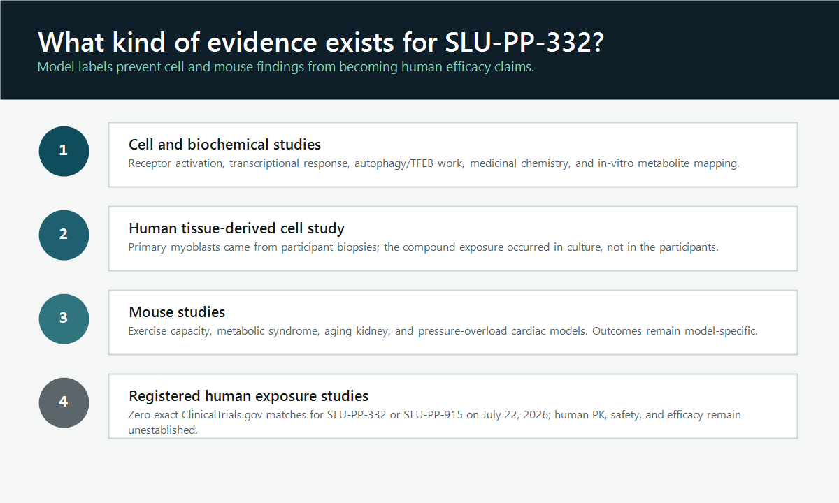 Four-level SLU-PP-332 evidence ladder separating cell studies, human tissue-derived cells, mouse studies, and registry status