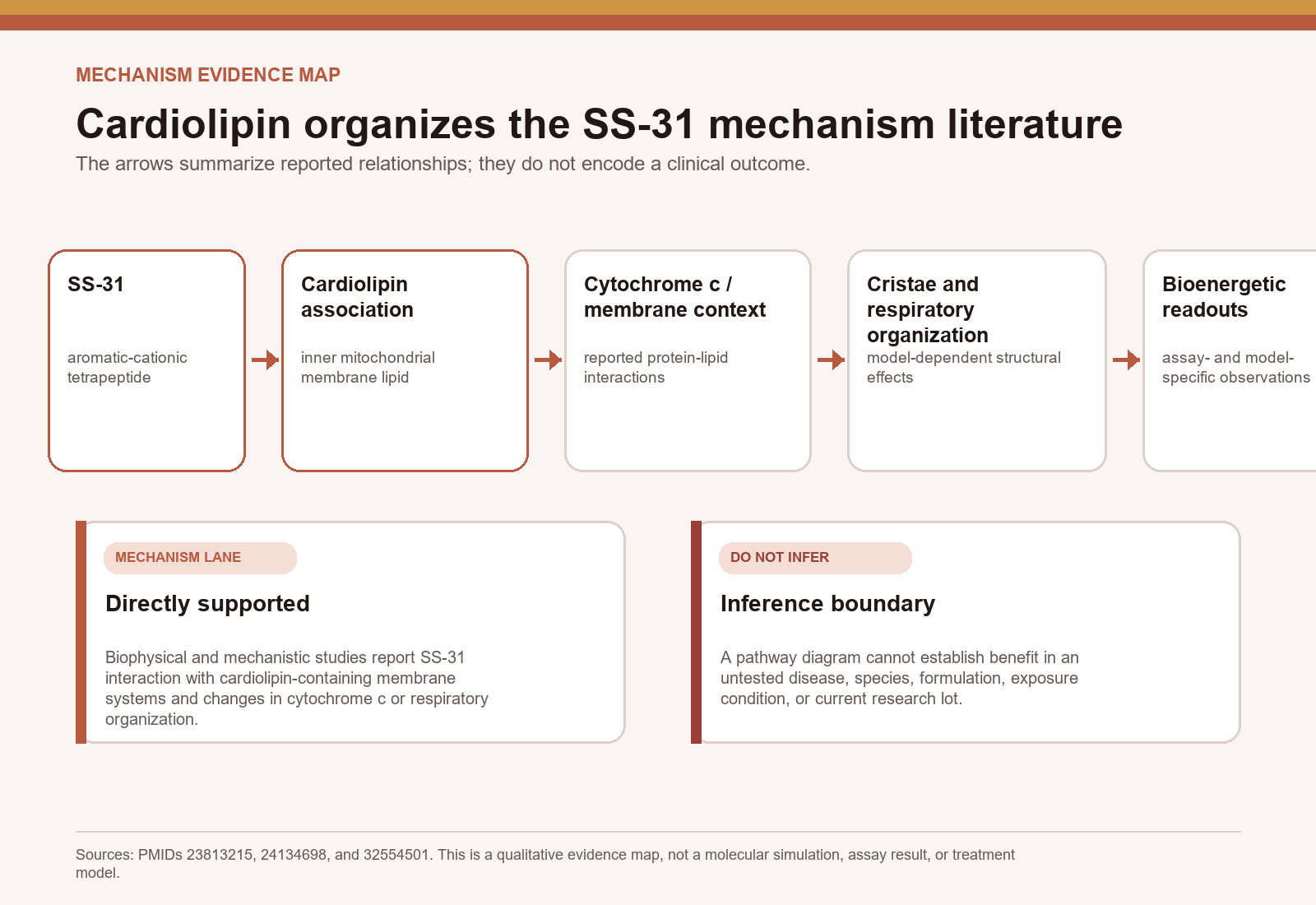 Qualitative SS-31 mechanism map from cardiolipin association to model-specific bioenergetic readouts