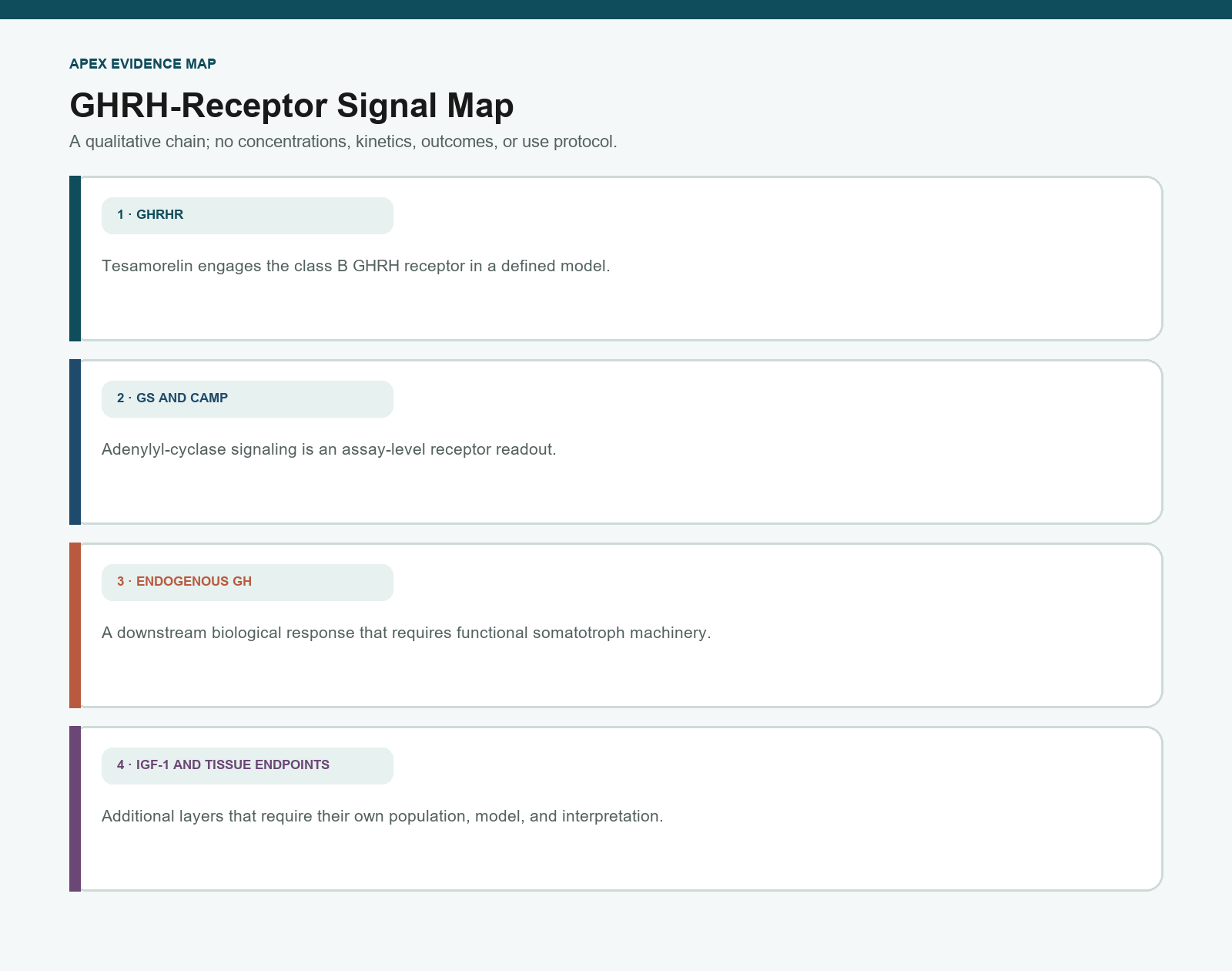 Qualitative Tesamorelin signal map from GHRH receptor activation through cAMP to GH and IGF-1 readouts
