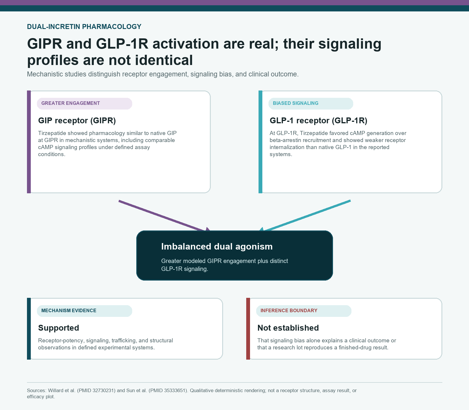 Qualitative Tirzepatide receptor map comparing greater GIPR engagement with biased GLP-1R signaling