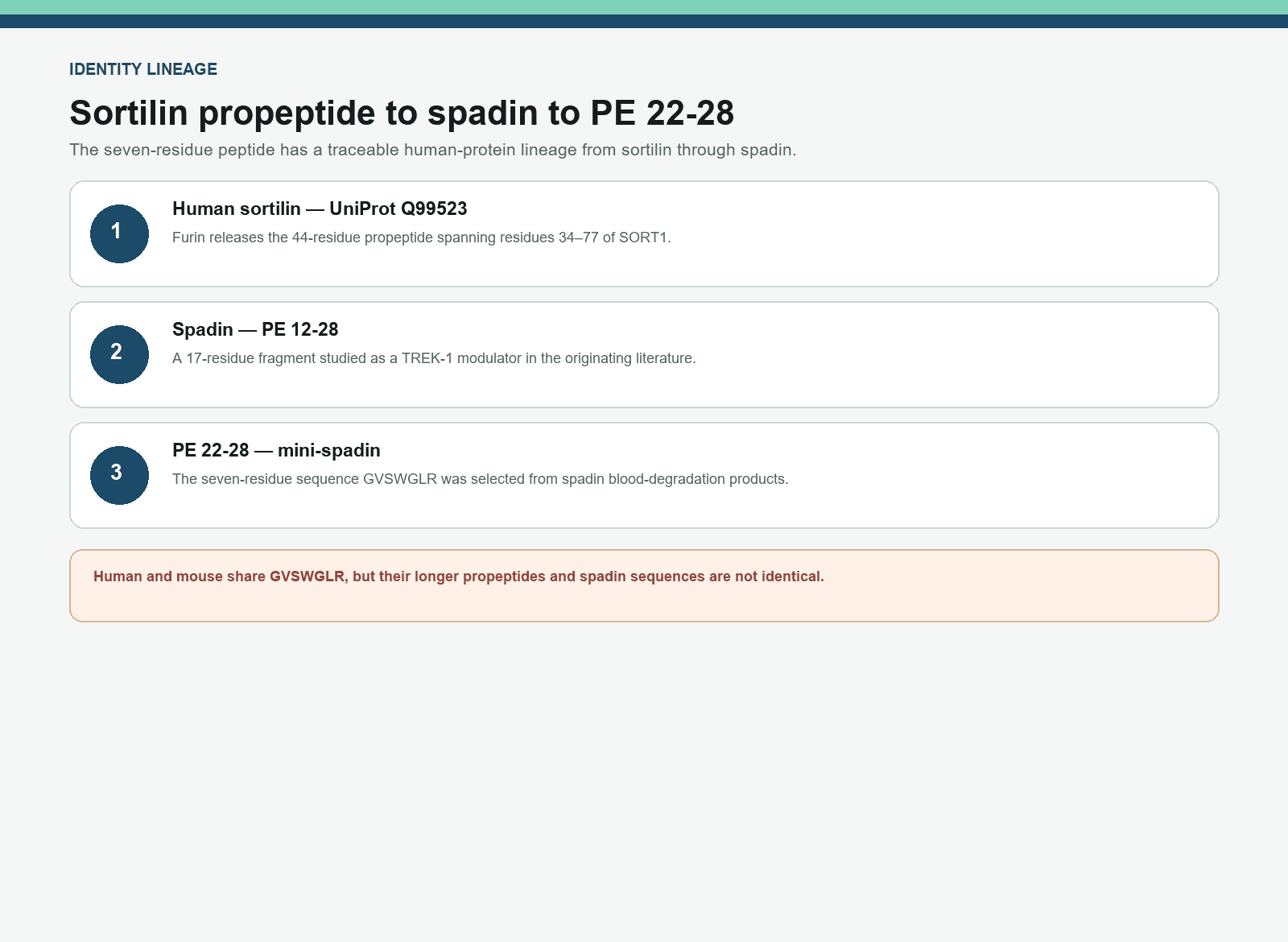 Lineage map from human sortilin propeptide through spadin to seven-residue PE 22-28